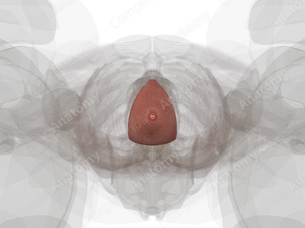 Urinary Bladder