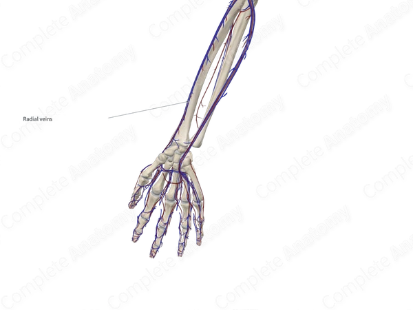 Radial Veins