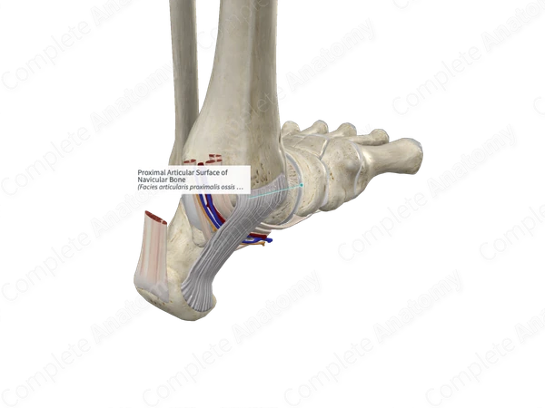 Proximal Articular Surface of Navicular Bone