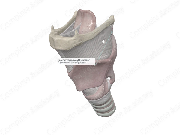 Lateral Thyrohyoid Ligament 