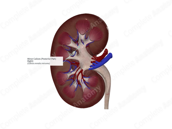 Minor Calices (Posterior Part; Left)