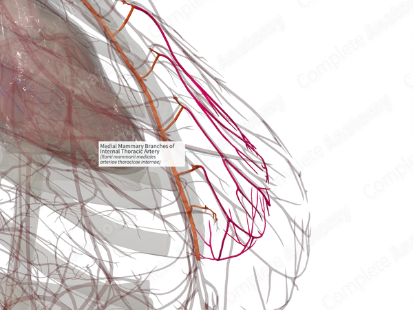 Medial Mammary Branches of Internal Thoracic Artery (Right)