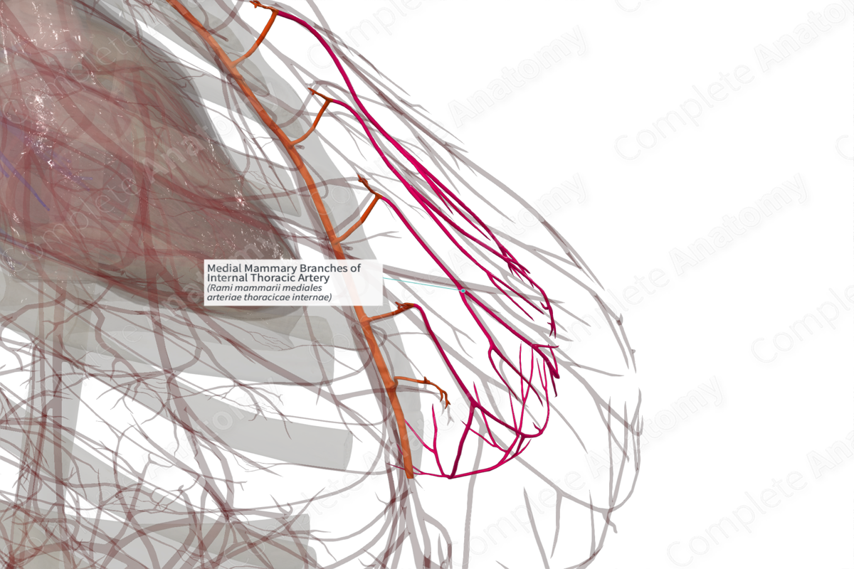 Medial Mammary Branches of Internal Thoracic Artery (Right)