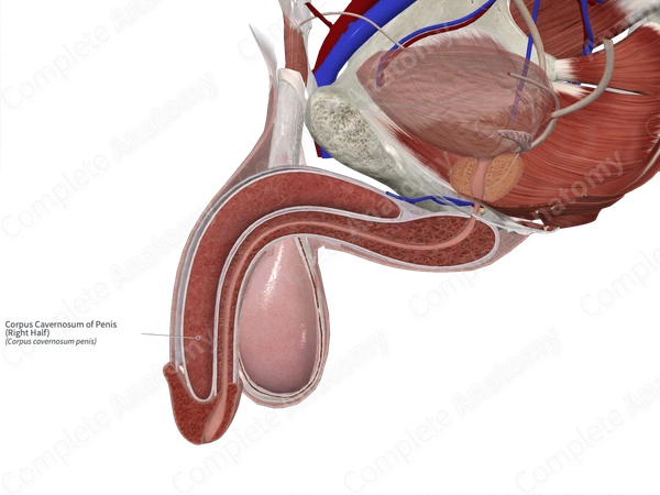 Corpus Cavernosum of Penis (Right Half)