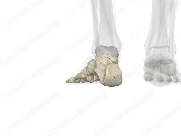 Bones of Foot (Left)