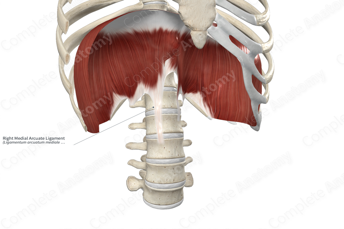 Right Medial Arcuate Ligament