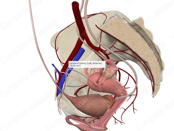 Cervix of Uterus (Left; Anterior)