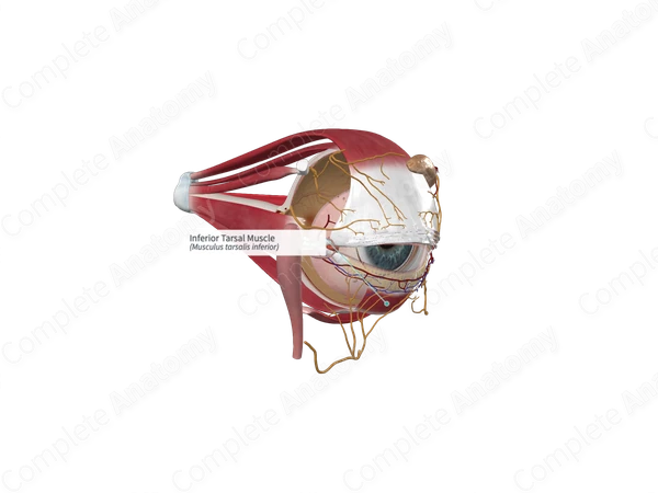 Inferior Tarsal Muscle