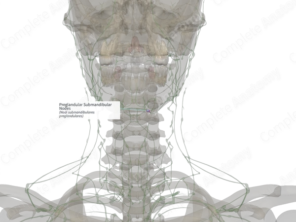 Preglandular Submandibular Nodes (Left)