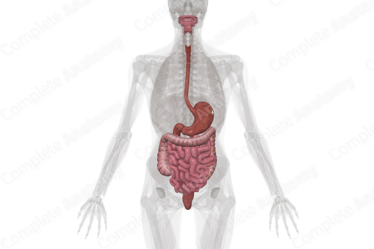 Digestive Canal