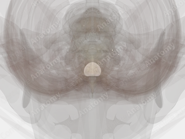 Intervertebral Disc (T7-T8)
