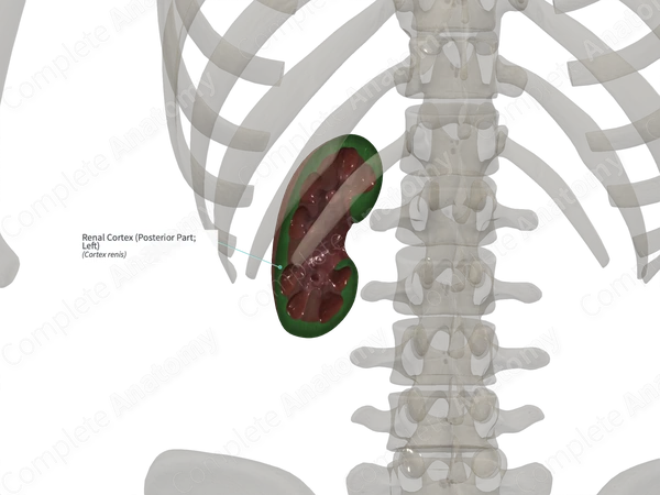 Renal Cortex (Posterior Part; Left)
