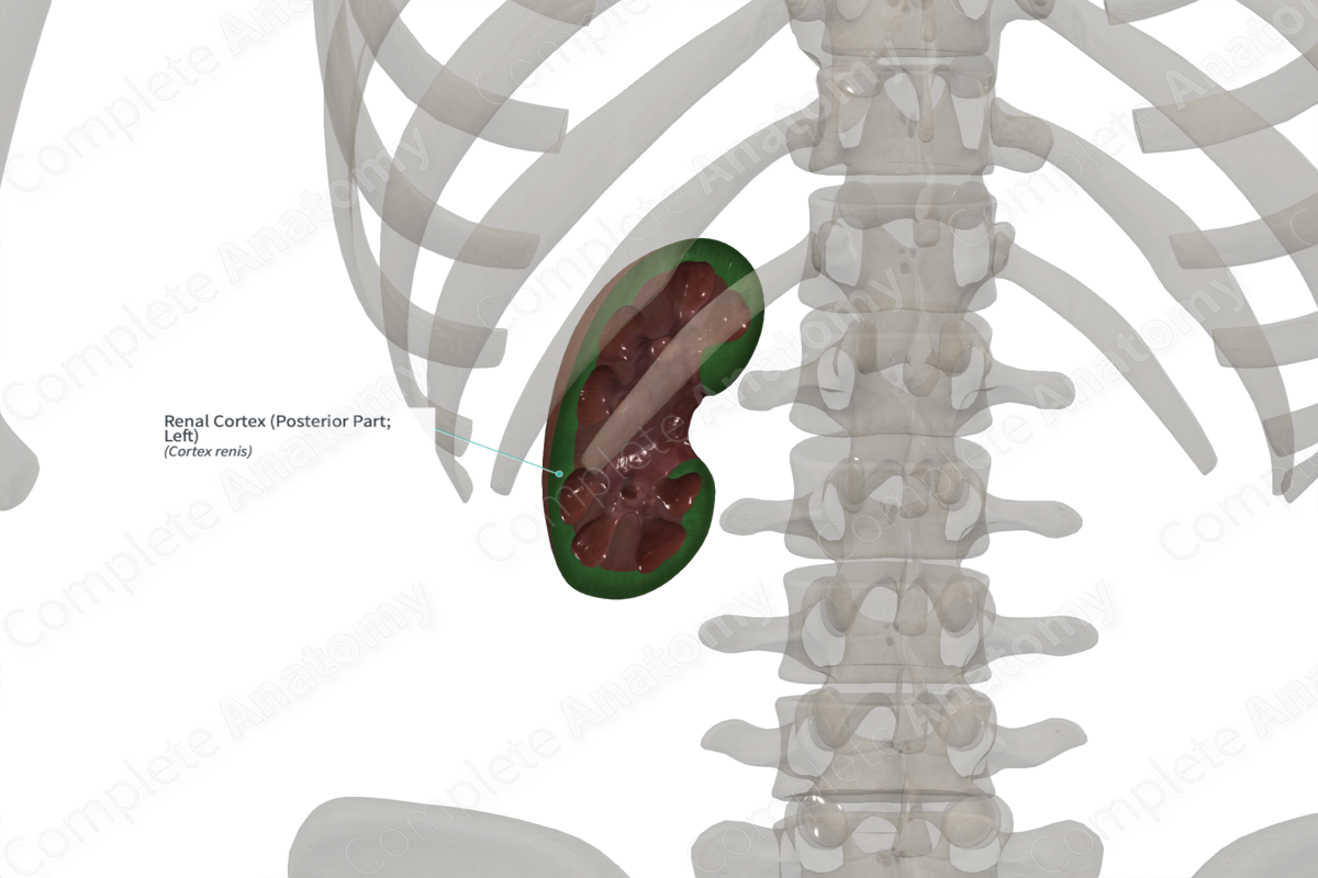 Renal Cortex (Posterior Part; Left)