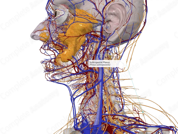 Subtrapezial Plexus