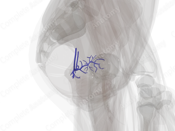 Veins of Uterus