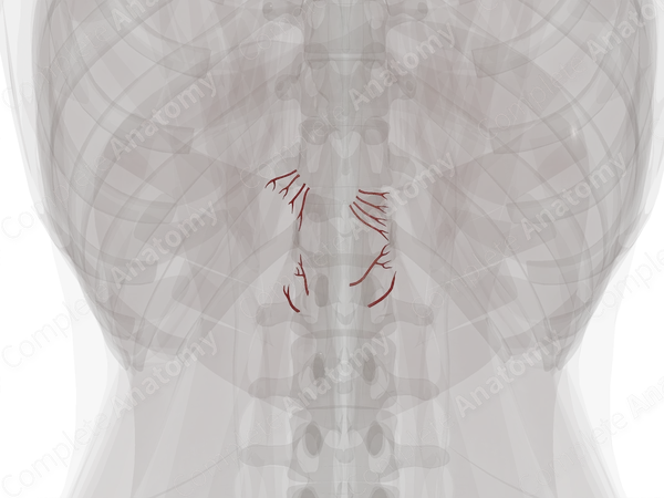 Arteries of Suprarenal Glands