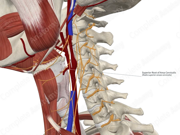 Superior Root of Ansa Cervicalis 