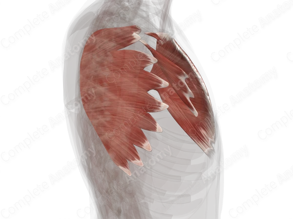 Muscles of Pectoral Region (Left)