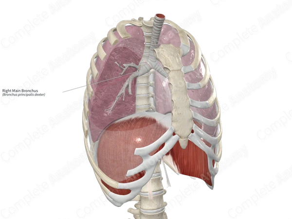 Right Main Bronchus