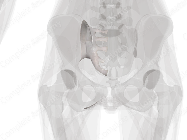 Sacroiliac Joint (Left)