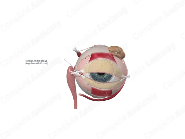 Medial Angle of Eye