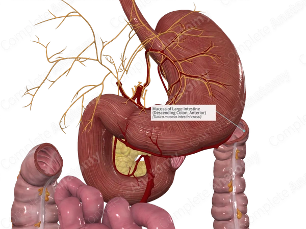 Mucosa of Large Intestine (Descending Colon; Anterior)