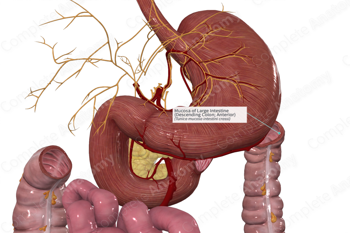 Mucosa of Large Intestine (Descending Colon; Anterior)