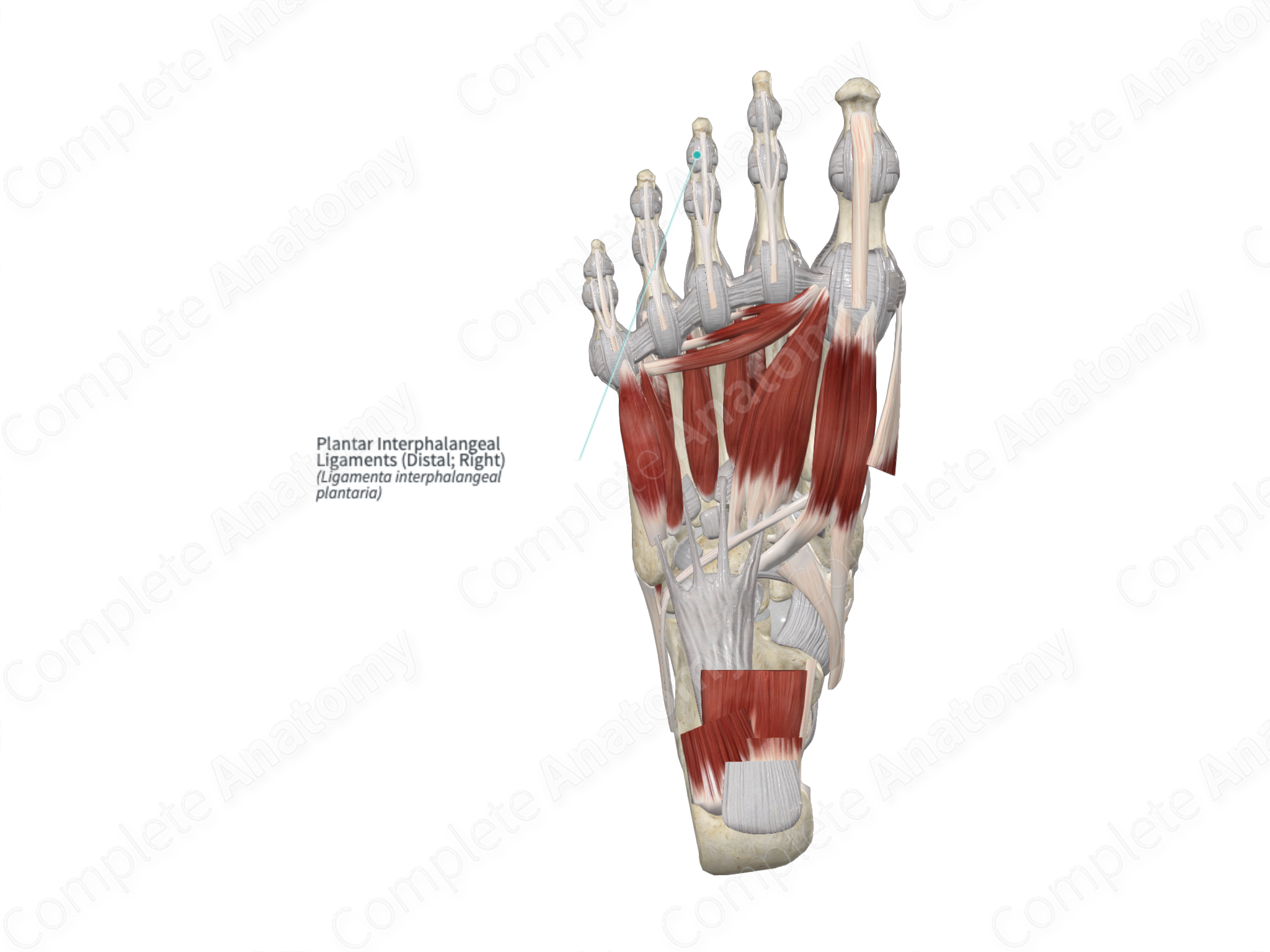 Plantar Interphalangeal Ligaments (Distal; Right) | Complete Anatomy