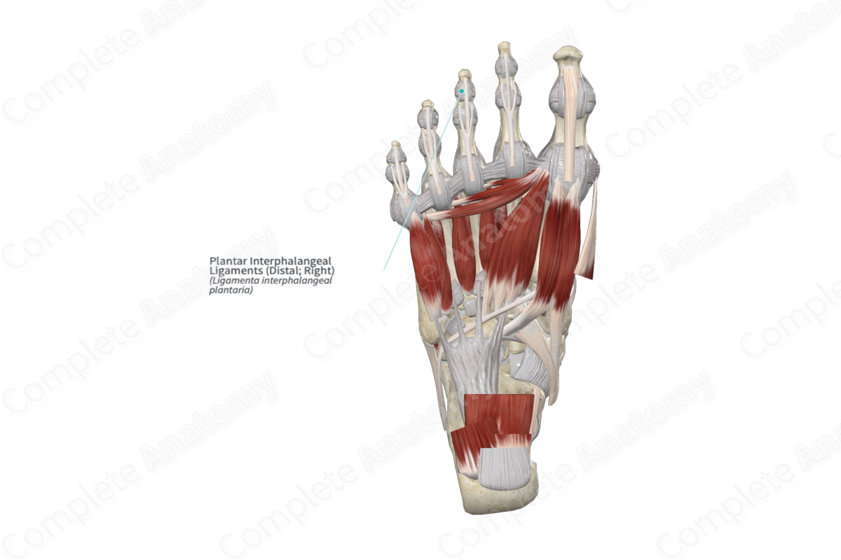 Plantar Interphalangeal Ligaments (Distal; Right)