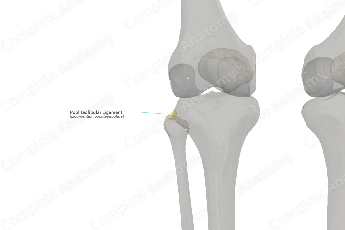 Popliteofibular Ligament (Left)