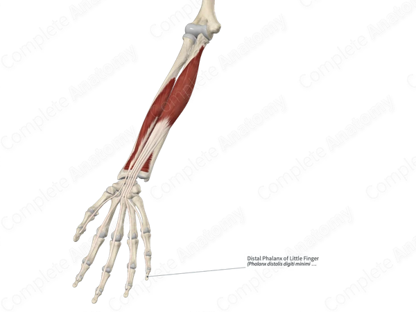 Distal Phalanx of Little Finger
