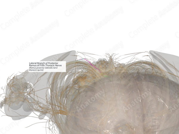 Lateral Branch of Posterior Ramus of Fifth Thoracic Nerve (Left)
