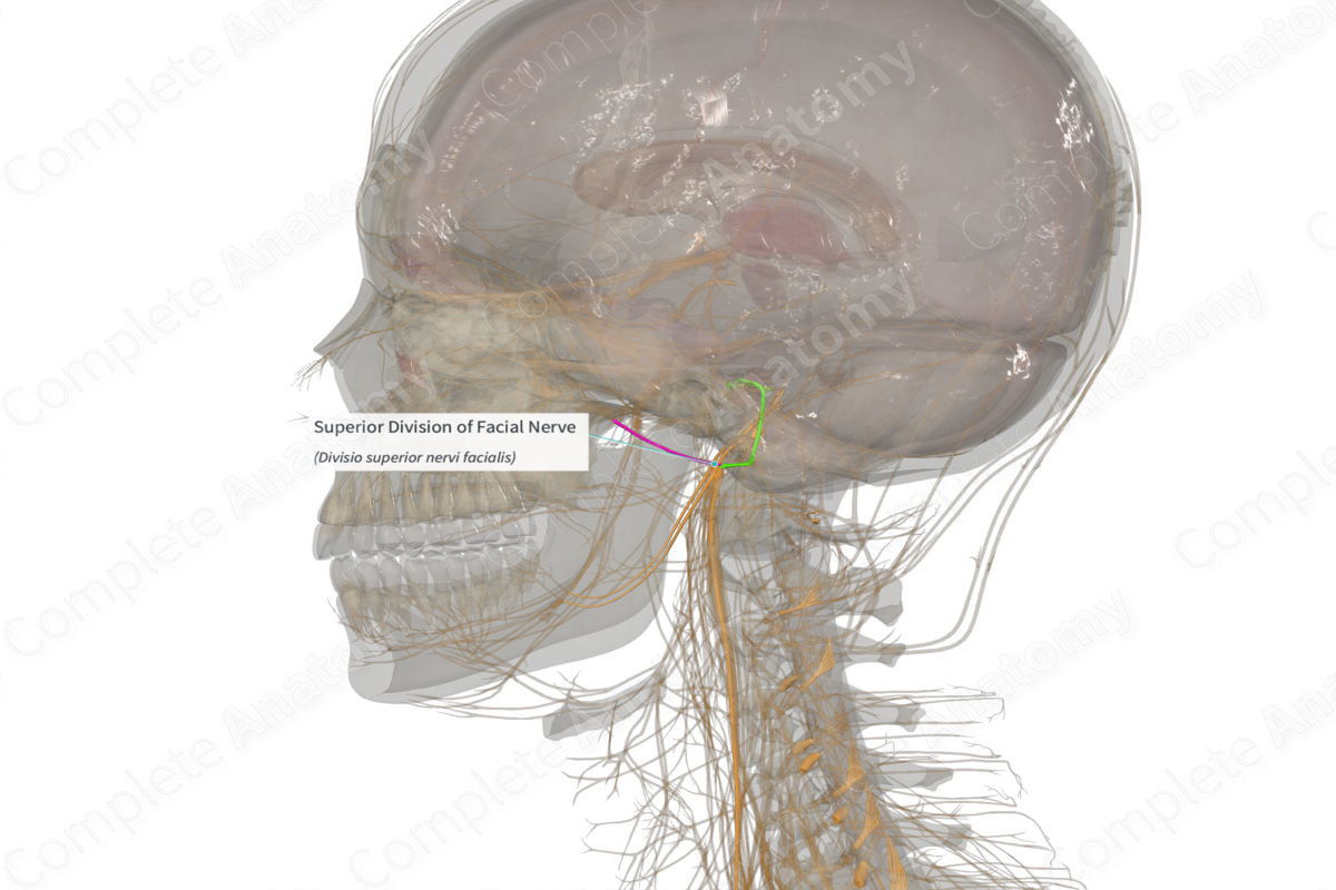 Superior Division of Facial Nerve (Left)