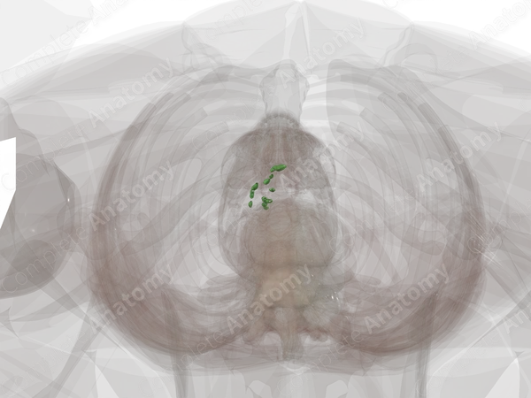 Right Lumbar Nodes