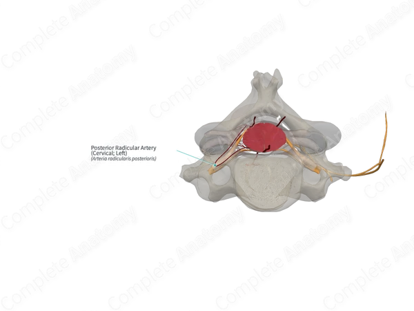 Posterior Radicular Artery (Cervical; Left)