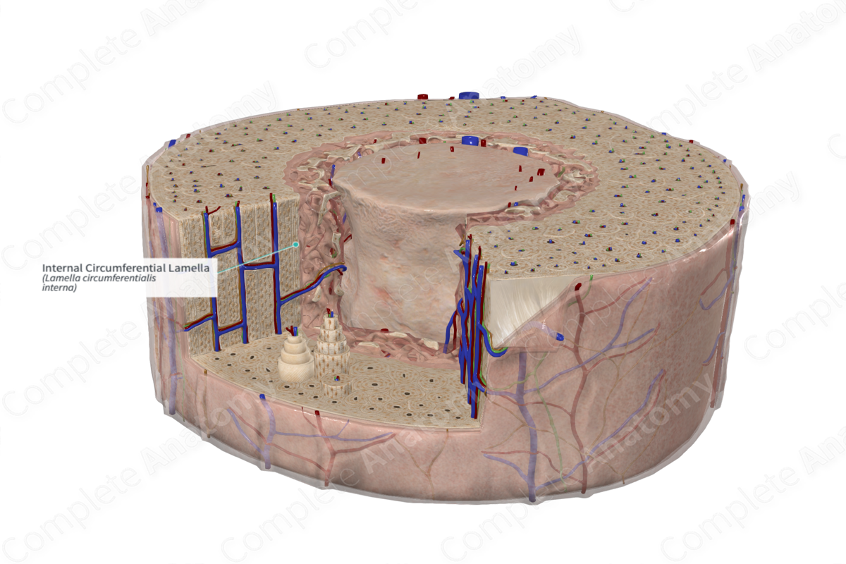 Internal Circumferential Lamella