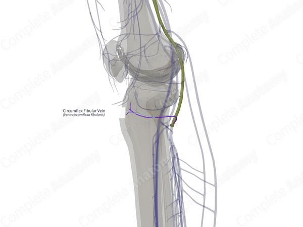 Circumflex Fibular Vein (Left)