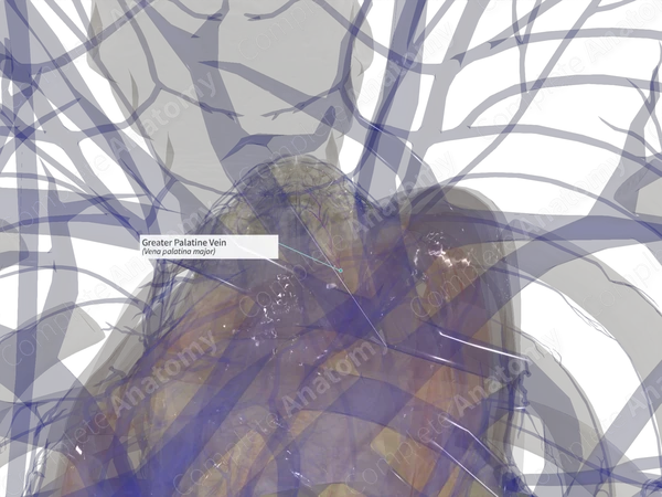 Greater Palatine Vein (Left)