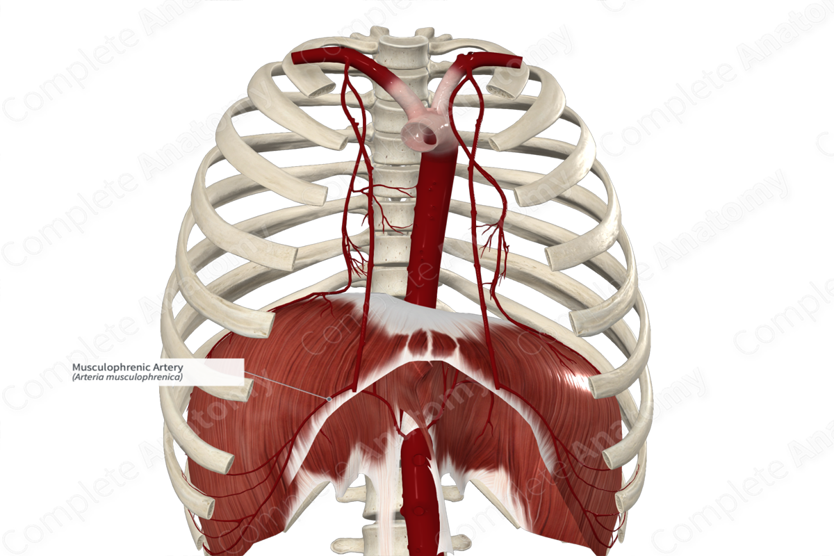 Musculophrenic Artery 