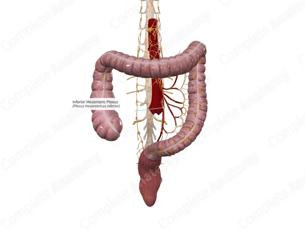 Inferior Mesenteric Plexus | Complete Anatomy