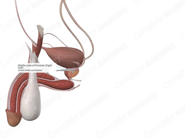 Middle Lobe of Prostate (Right Half)