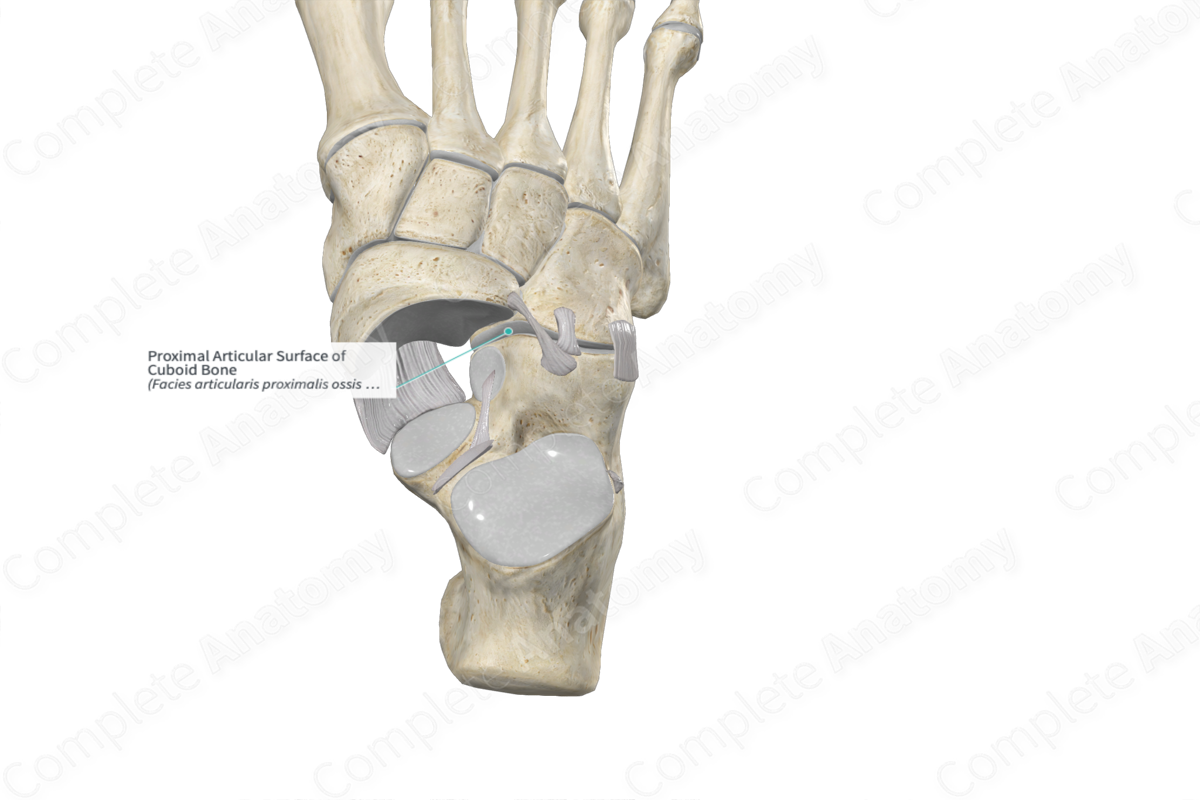 Proximal Articular Surface of Cuboid Bone 