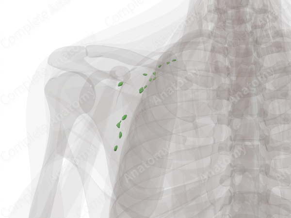 Deep Axillary Nodes (Left)