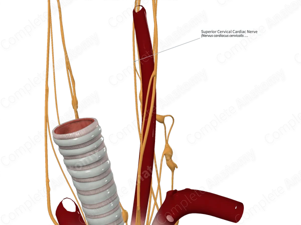 Superior Cervical Cardiac Nerve