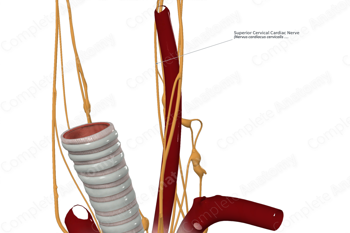 Superior Cervical Cardiac Nerve 