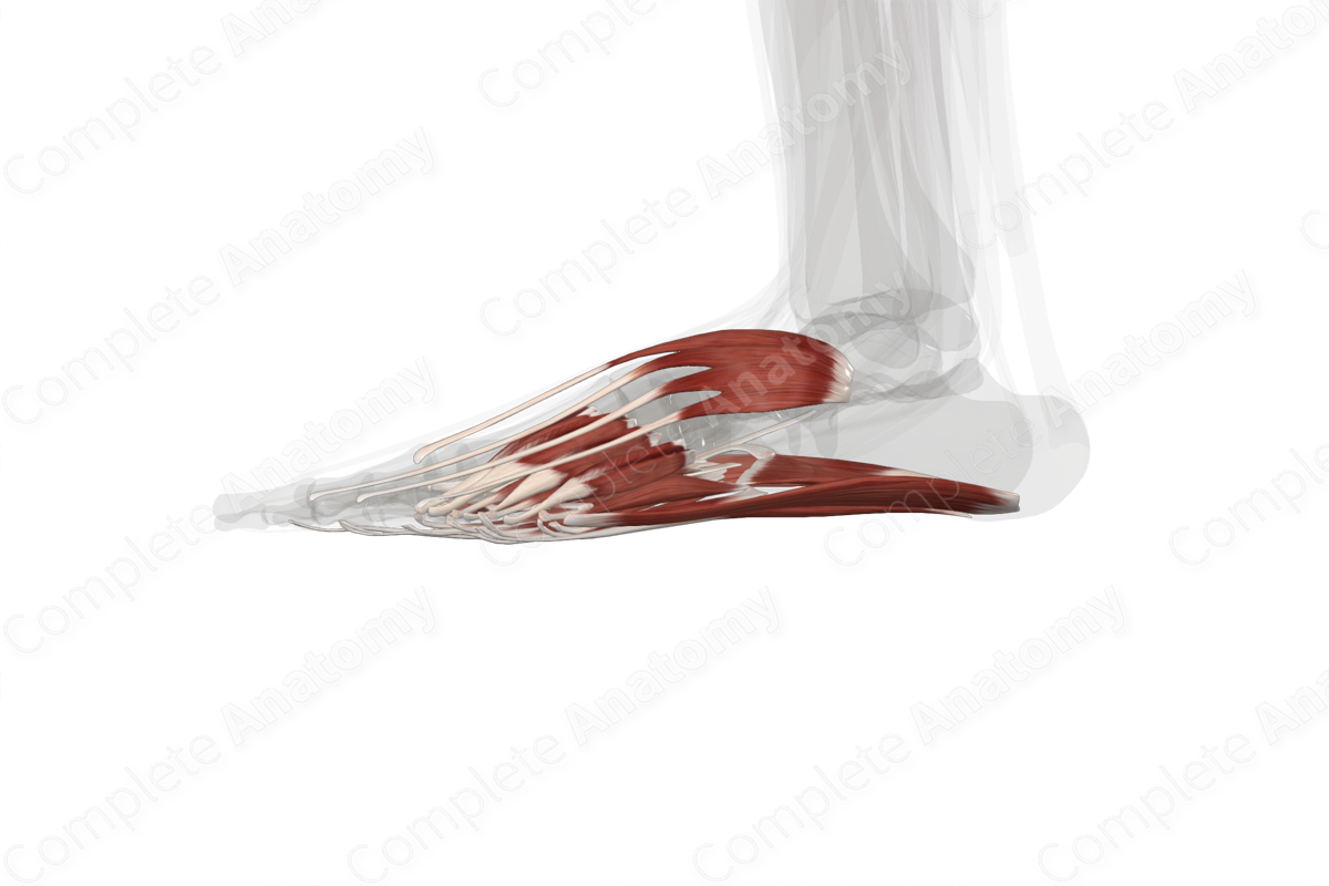 Muscles of Foot (Left)