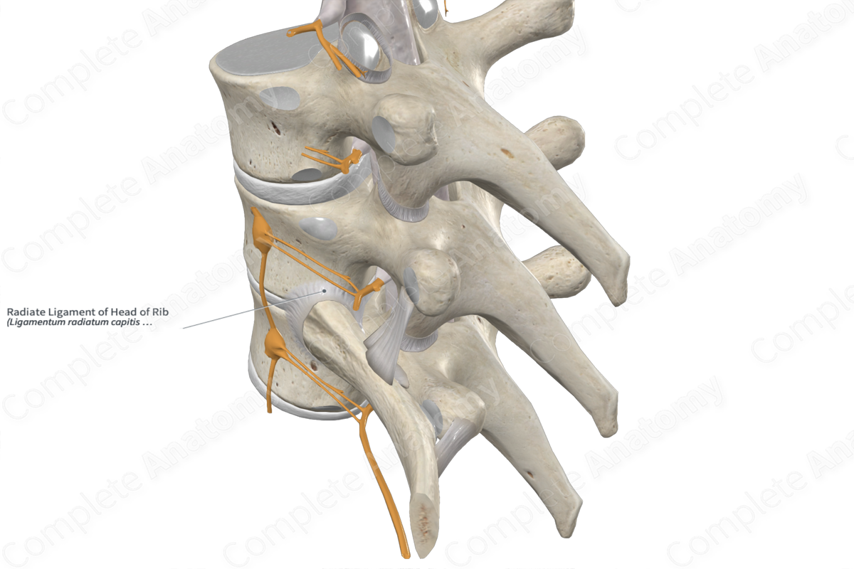 Radiate Ligament of Head of Rib 