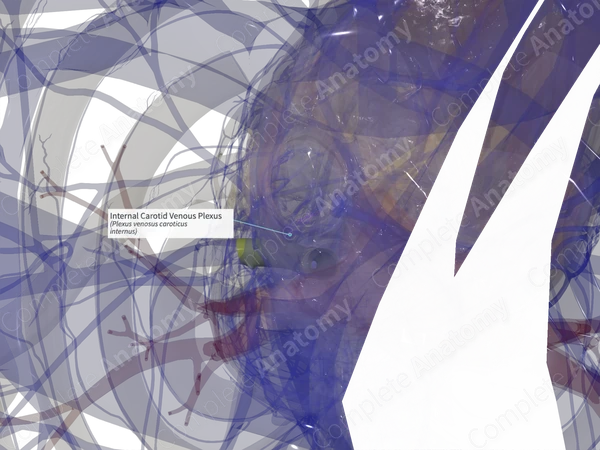 Internal Carotid Venous Plexus (Right)