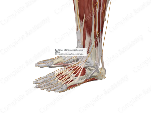 Posterior Intermuscular Septum of Leg