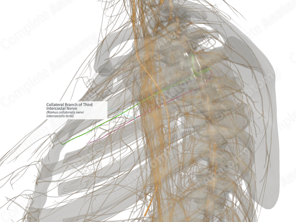 Collateral Branch of Third Intercostal Nerve (Left)